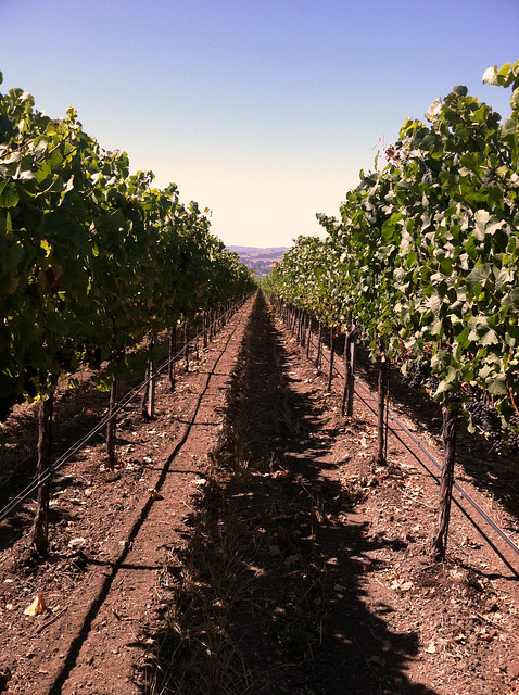 Vineyard 2011 Rows of Grapes.jpg