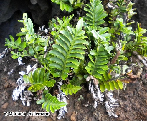 <br><br>Hbito del helecho <i>Asplenium obtusatum var. obtusatum</i> creciendo entre rocas en Rapa Nui (Isla de Pascua).