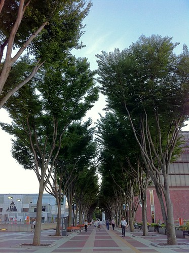 Nice trees at Tsukuba City Center