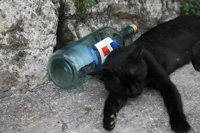 Drunk Cat lying down in Lucchio Hill Top village