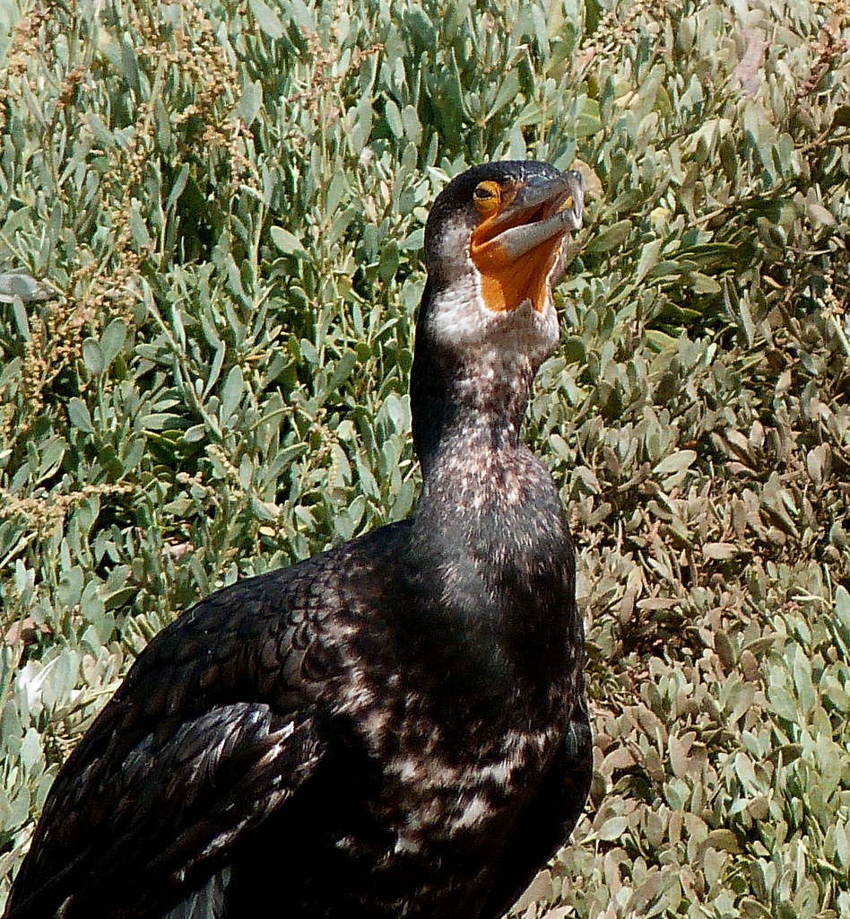 17-09-2011-our-cormorant2