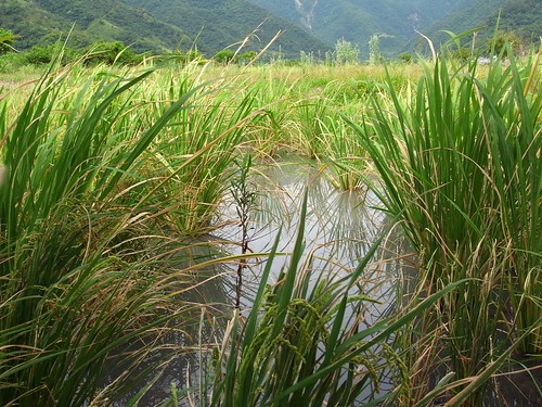 冠宇小美自然農 雁鴨喜歡光臨的水田區裡的筊白筍