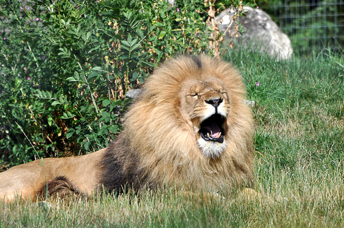 Lion by D'clic photo