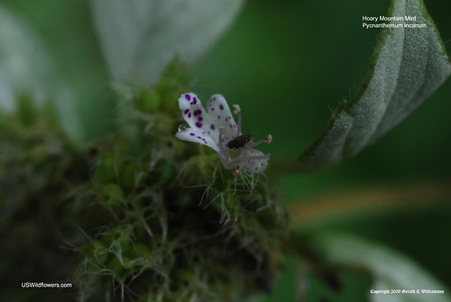 Hoary Mountain Mint - Pycnanthemum incanum