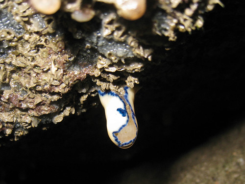 Blue spotted flatworm (cf Pseudoceros indicus)