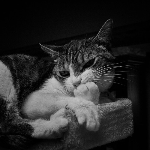 I think, therefore I am ... a cat. (B&W)