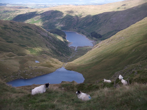 Sheep above Small Water and Haweswater