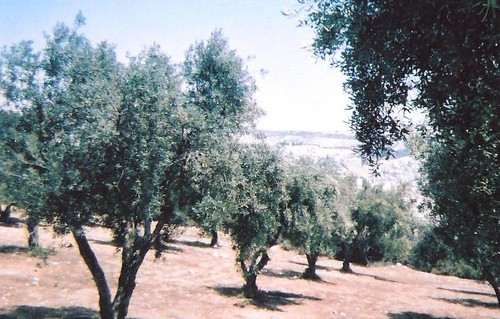 Olive Trees, Haas Promenade