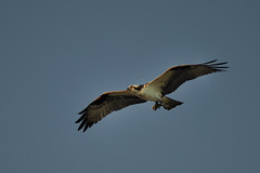 Osprey DSC_7495 by Mully410 * Images