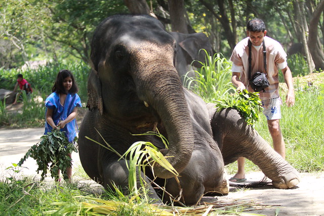 ¡TAILANDIA EN CHANCLETAS! - Blogs de Tailandia - Patara Elephant Farm (9)