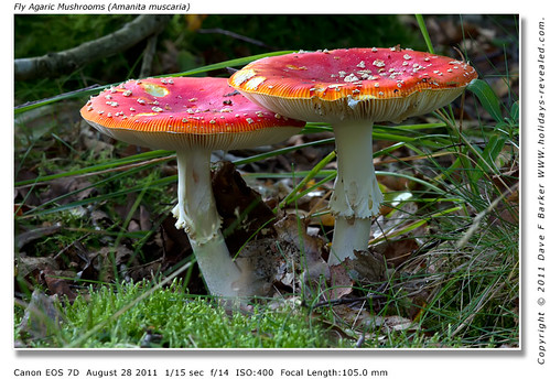 Fly Agaric Mushrooms Amanita muscaria Ellerbaeck Coppull Nr Chorley Lancashire