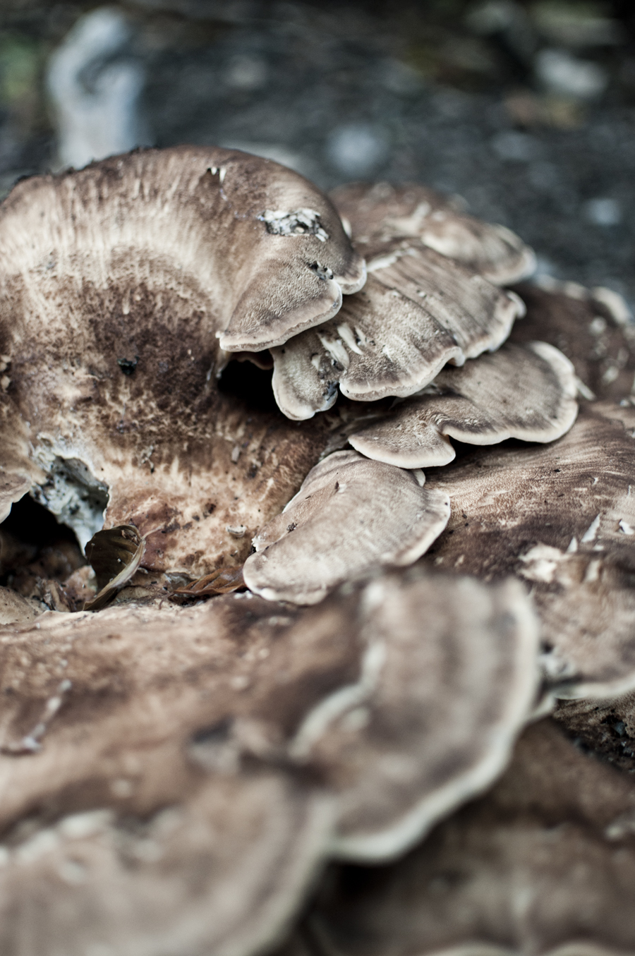 mushrooms close up