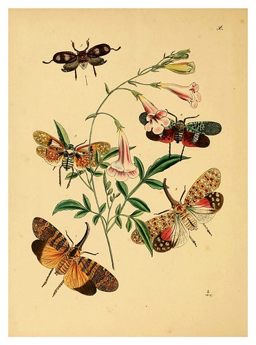 015-The cabinet of oriental entomology…1848- John Obadiah Westwood