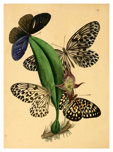 016-The cabinet of oriental entomology…1848- John Obadiah Westwood