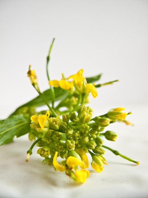 IMG_0968 菜心花 ,Chinese Mustard Green Flowers
