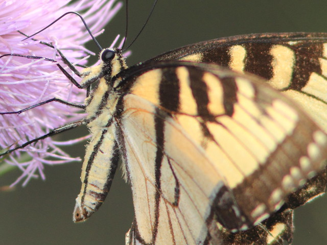 Tiger Swallowtail detail 20110903