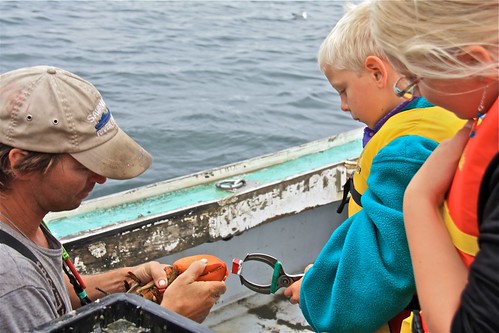 Banding Lobster Claws