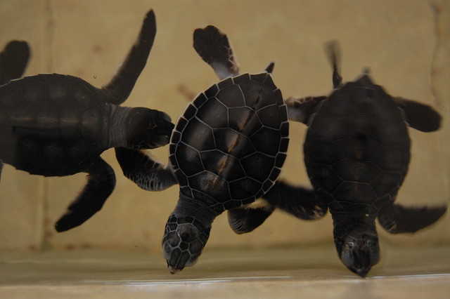cancun_isla_mu_baby_turtles