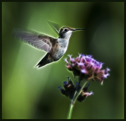 Fractalius - hummer at vervain by Jen St. Louis