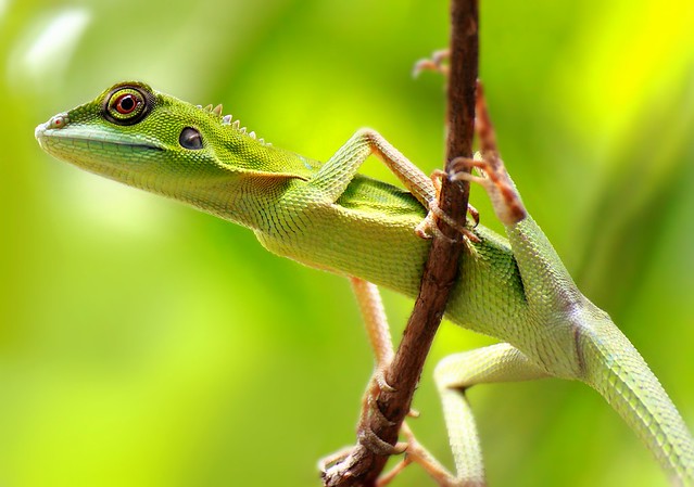 Changeable Lizards : Macro Stock Photography :