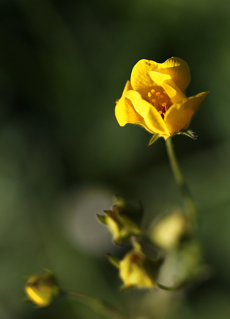 yellow wildflower s