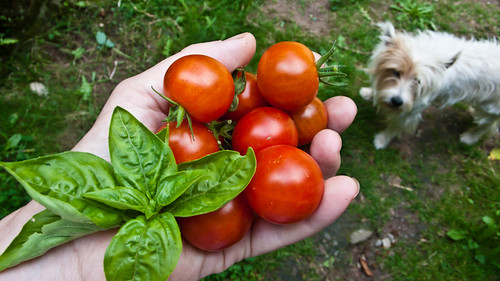 Daily tomato harvest