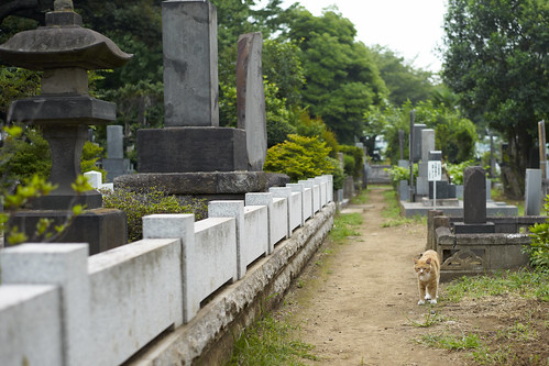 at a cemetery