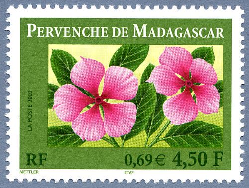 Pervenche de Madagascar