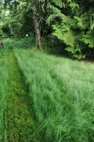 Cutting a path, lawn, trees, cherry and spruce, backyard, Broadview, Seattle, Washington, USA by Wonderlane