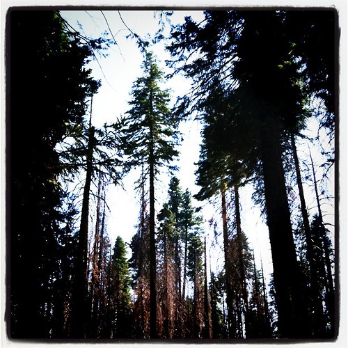 Sequoias. by benjaminrickard