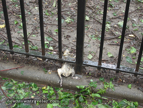 Aftermath of Hurricane Irene in NYC_Tompkins Square Park dead rat