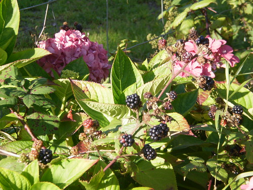 Just a few blackberries amoung the hydrangea