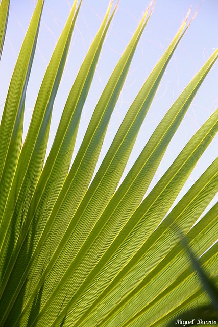 Details of a Palm Tree IV