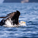 Swimming Bald Eagle