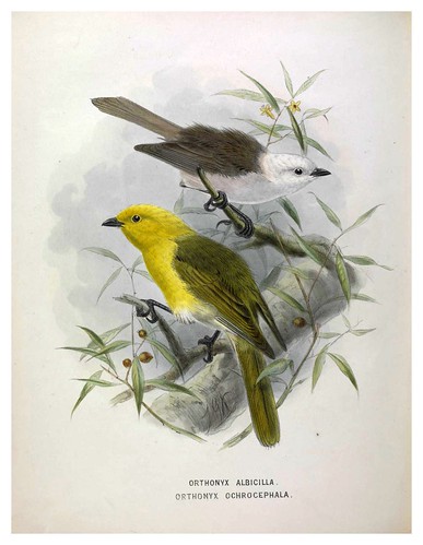 006-A History of the Birds of New Zealand 1873-Sir Walter Lawry Buller