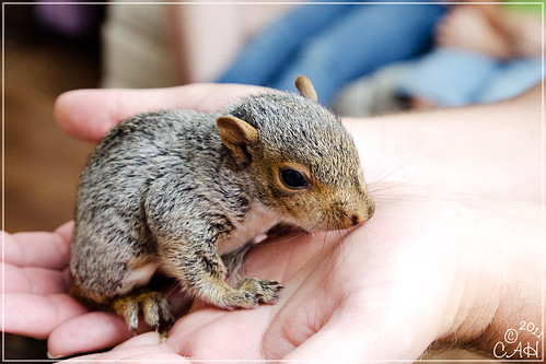 Baby Squirrels 9-3-11 12