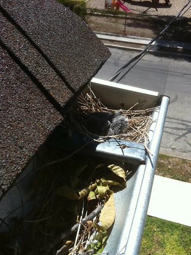 bady doves nest 1