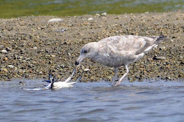 Juv gull with blue crab 2