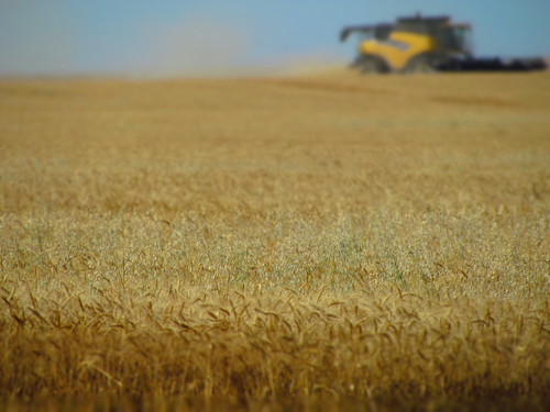 Jordan, Mont., wheat harvest.