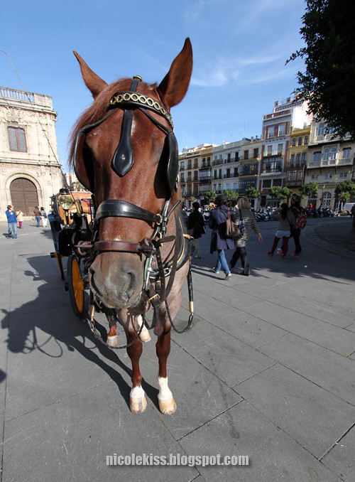horse in seville