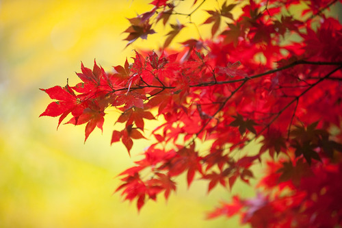 CP-maple leaves-0165