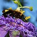 Passion Flower and Bumble Bee (3)