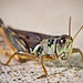 Sidewalk Grasshopper