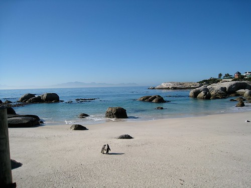 Penguins at Boulders Beach, South Africa, Meira Bernstein, University of Cape Town, Fall 2010.