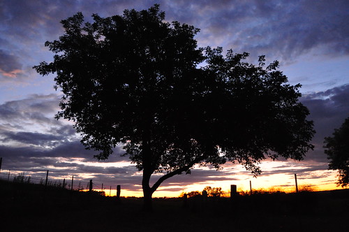 Tree in Pasture at Sunset
