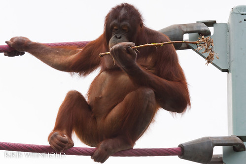 Orangutan Young Female