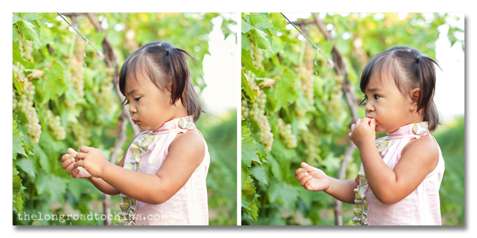 Picking Grapes Collage
