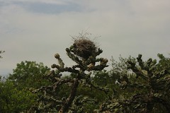 Nest On Cactus