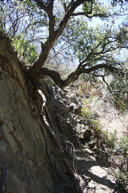 tree from cliffside