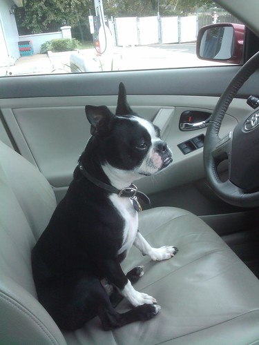 Bandit's ready to drive!